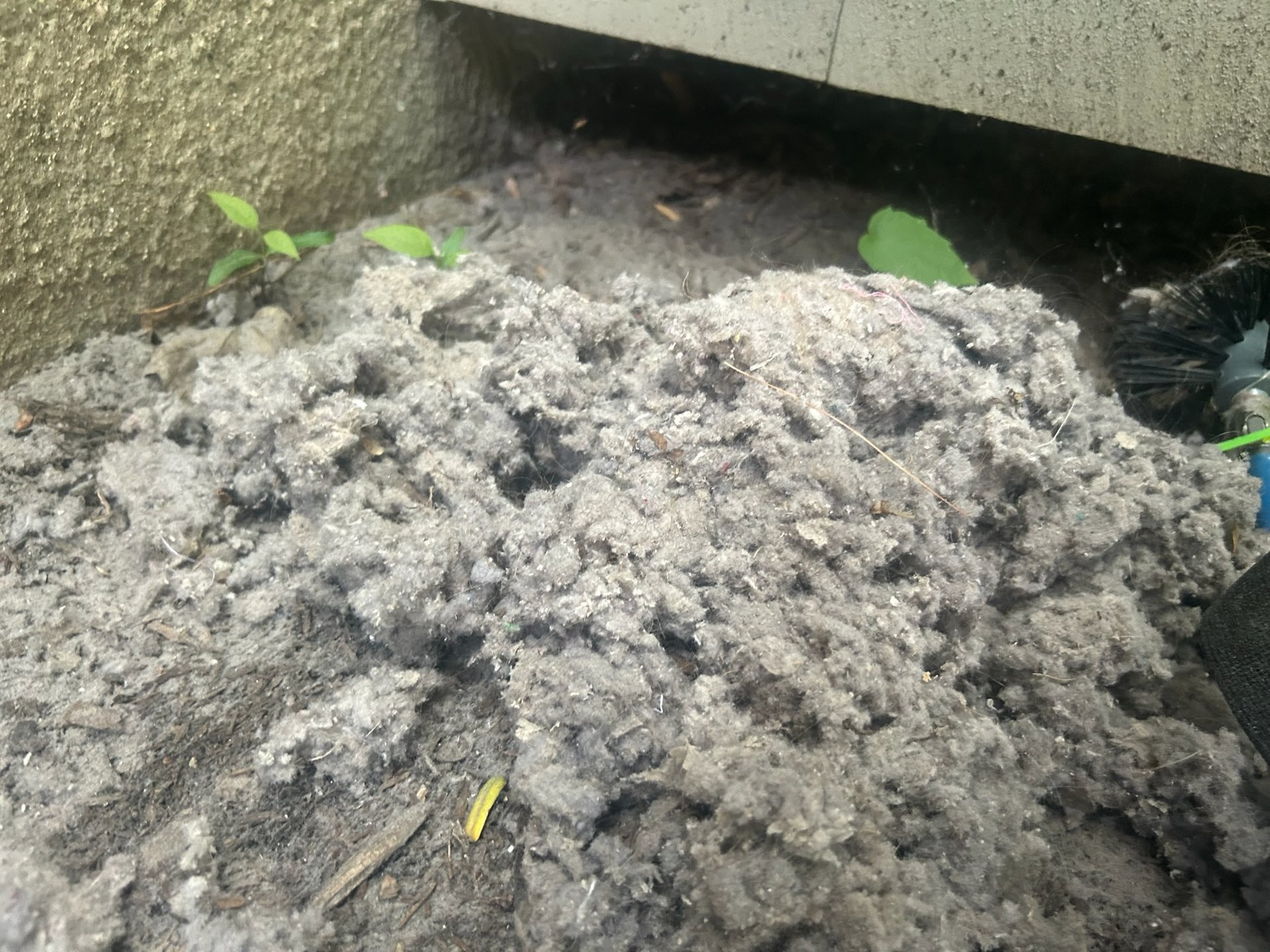 Lint pile pulled from a residential dryer vent