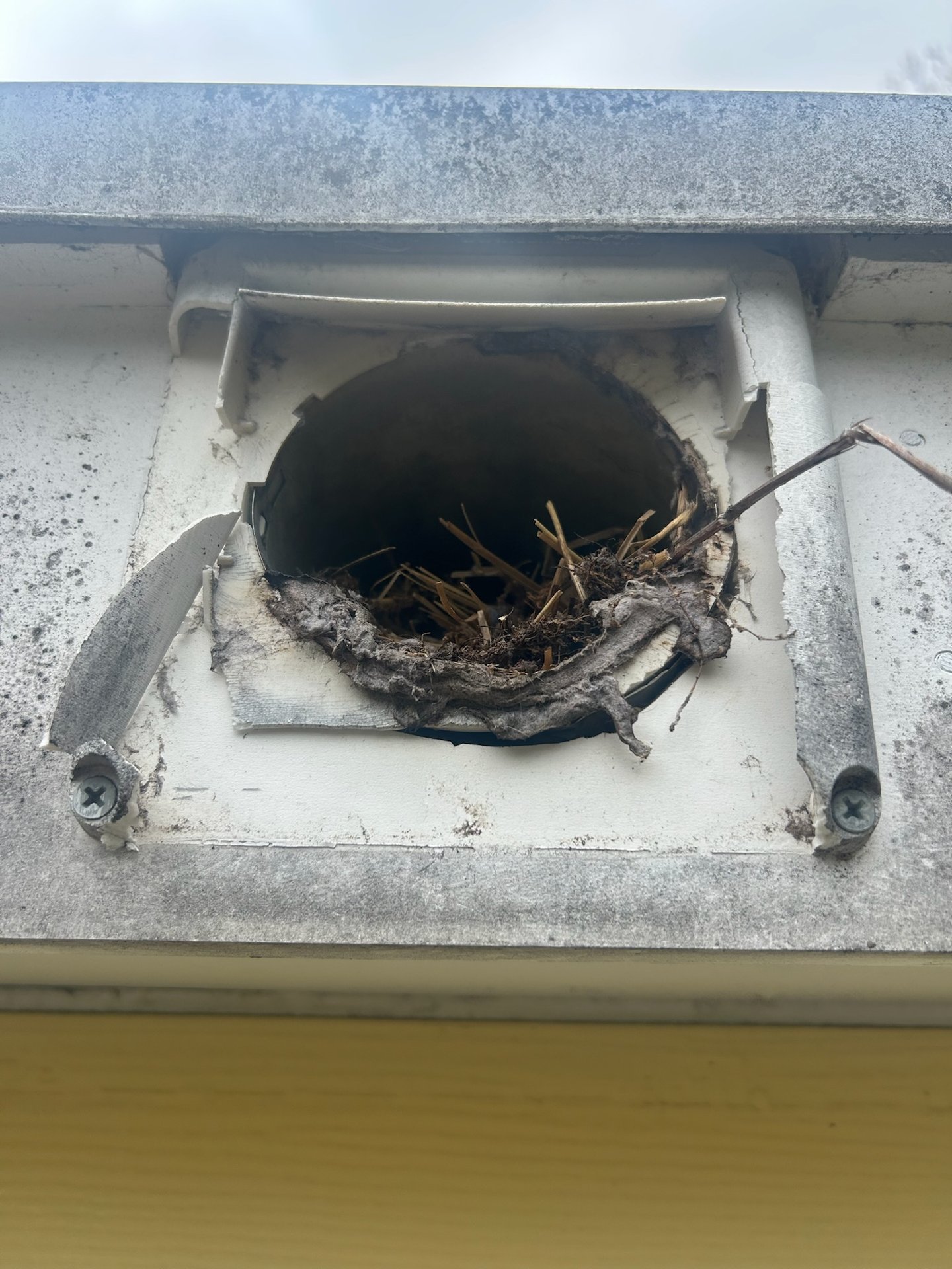 Bird nest at an exterior dryer vent